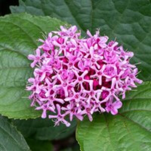 Clerodendrum bungei