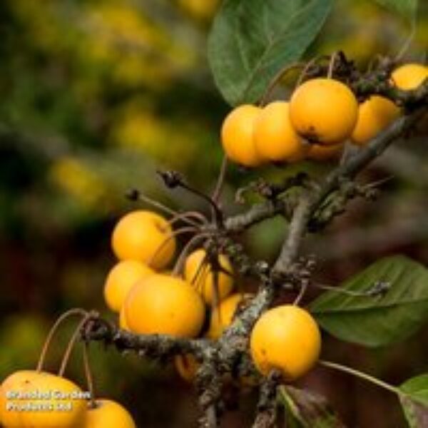 Crab Apple 'Butterball'