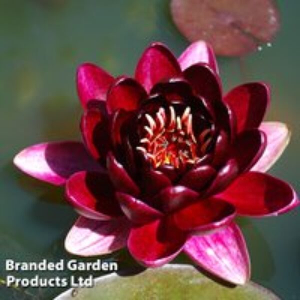 Nymphaea 'Black Princess'