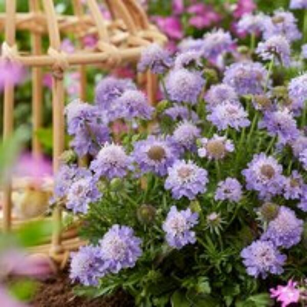 Scabiosa 'Blue Eyes'