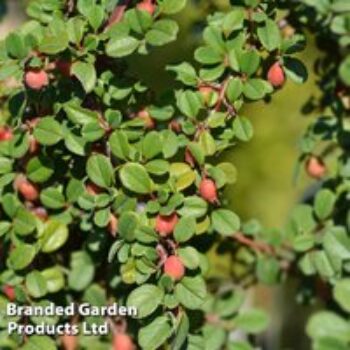 Cotoneaster microphyllus 'Streibs Findling'