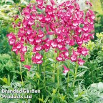 Penstemon 'Pensham Amelia Jayne'