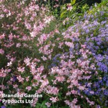 Gaura lindheimeri 'Rosyjane'