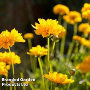 Coreopsis grandiflora 'Sunray'