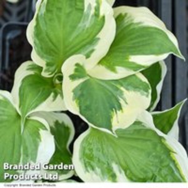 Hosta 'Minuteman'