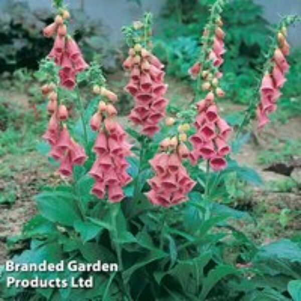 Foxglove 'Summer King'