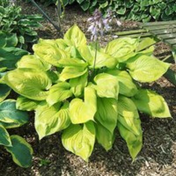 Hosta 'Sum and Substance'