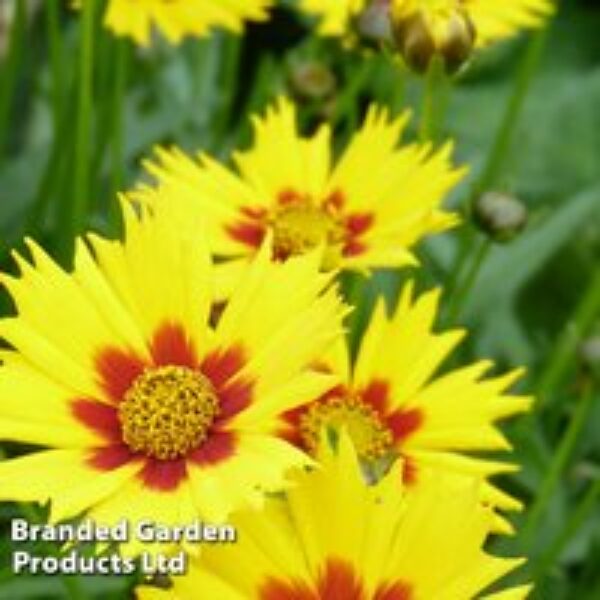 Coreopsis 'Sterntaler'