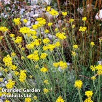 Helichrysum thianschanicum 'Icicles'