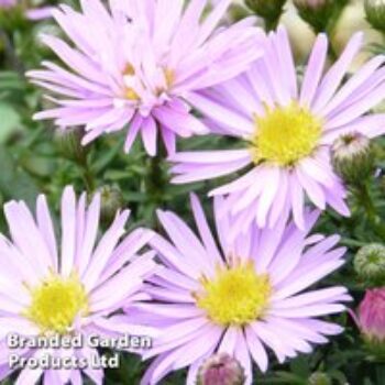 Aster novi-belgii 'Little Pink Beauty'