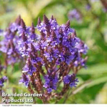 Verbena hastata 'Blue Spires'