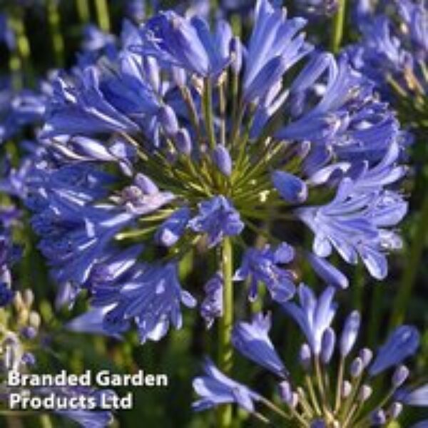 Agapanthus 'Seastorm'