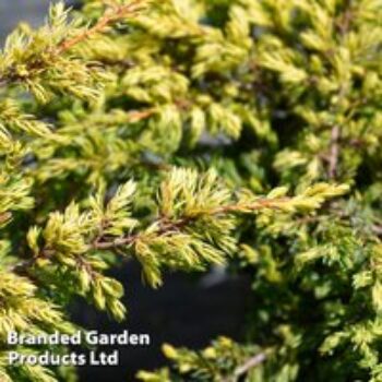 Juniperus chinensis 'Goldschatz'