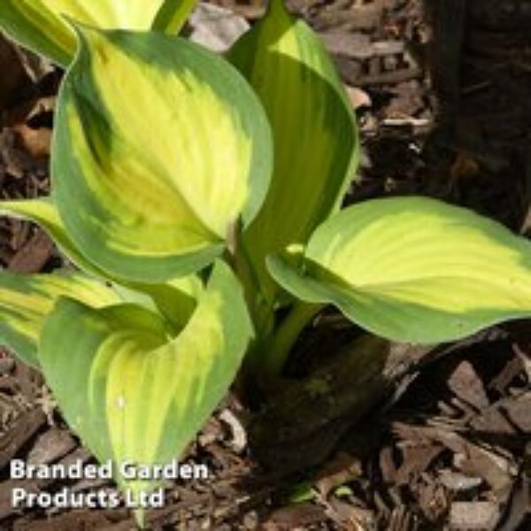 Hosta 'Great Expectations'