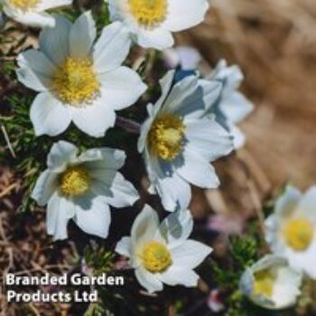 Pulsatilla vulgaris 'Alba'