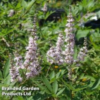 Vitex agnus-castus 'Pink Pinnacle'