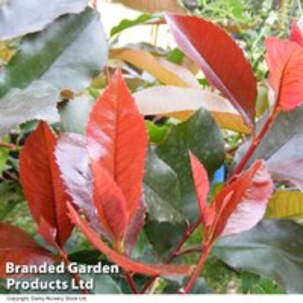 Photinia x fraseri 'Scarlet Blaze'