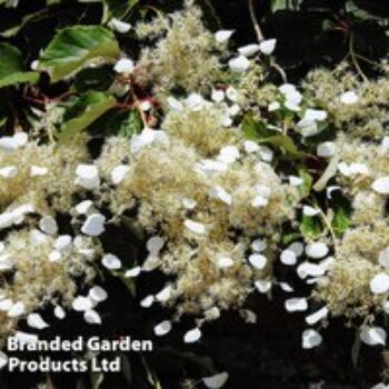 Schizophragma hydrangeoides var. concolor 'Moonlight'