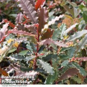 Photinia serratifolia 'Crunchy'