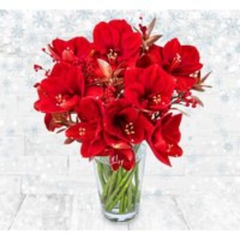 Traditional Amaryllis