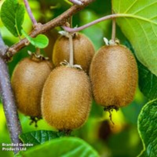 Kiwi 'Jenny'