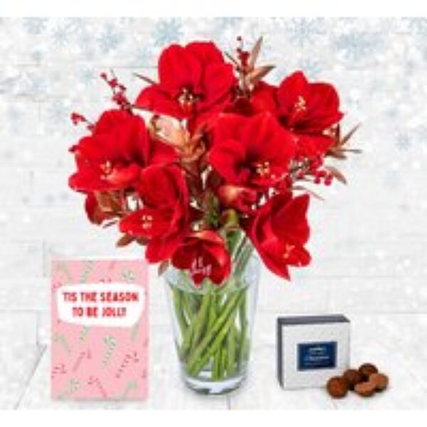 Traditional Amaryllis Card Bundle