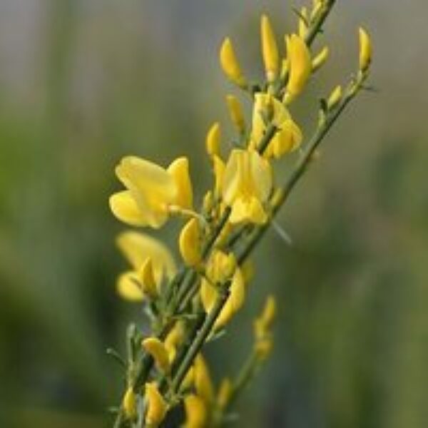 Cytisus x praecox 'Allgold'