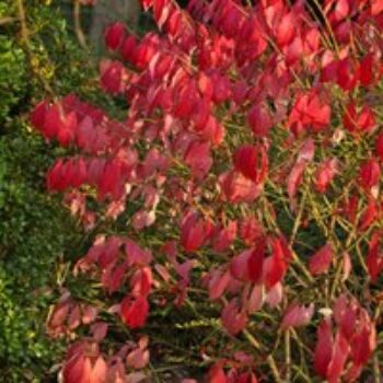 Cornus sanguinea 'Winter Flame'