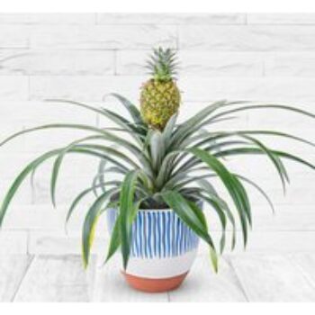 Pineapple Plant