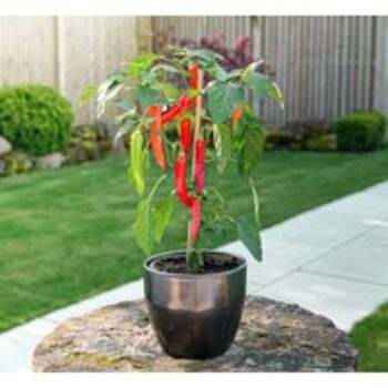 Chilli Plant