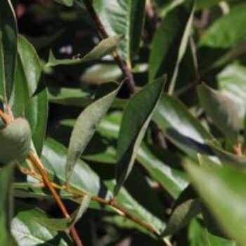 Aronia melanocarpa 'Hugin'