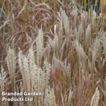 Miscanthus 'Kleine Fontane'