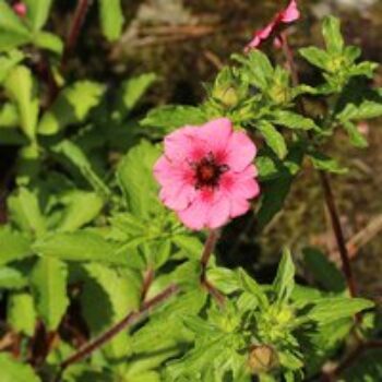 Potentilla nepalensis 'Miss Wilmott'