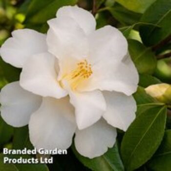 Camellia japonica 'Silver Anniversary'