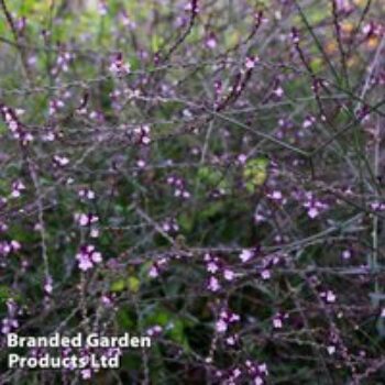 Verbena officinalis var. grandiflora 'Bampton'