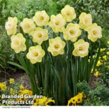 Narcissus 'Mr Vain'