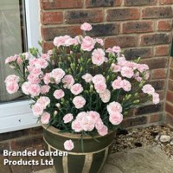 Dianthus 'Pink Marshmallow'