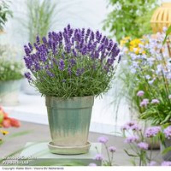 Lavender 'BeeZee® Dark Blue'