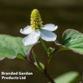 Houttuynia cordata 'Boo-boo' (Marginal Aquatic)