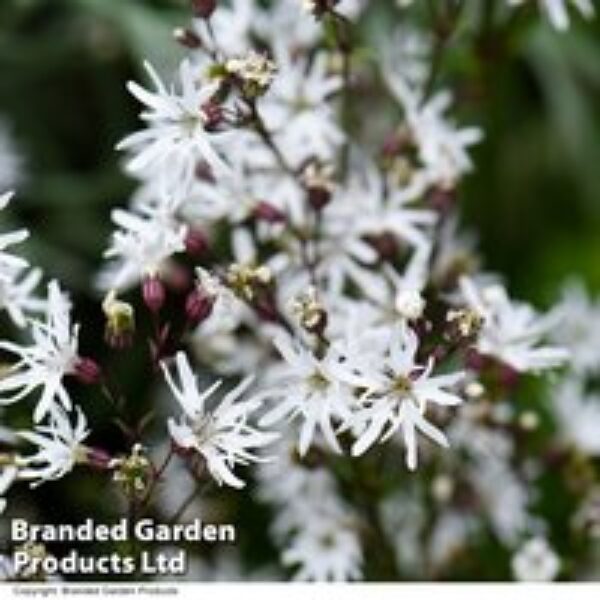 Lychnis flos-cuculi 'White Robin' (Marginal Aquatic)