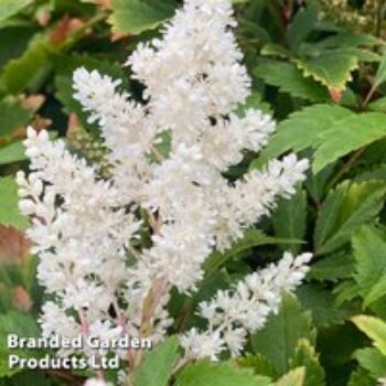 Astilbe White