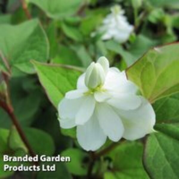 Houttuynia cordata 'Flore Pleno' (Marginal Aquatic)