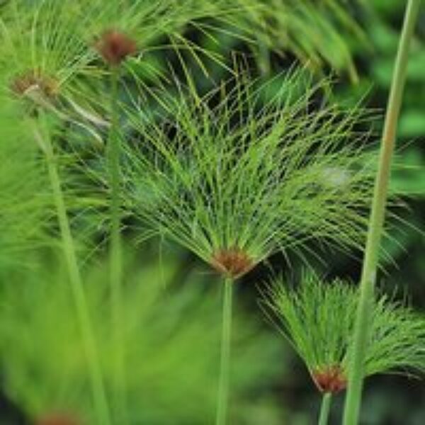 Cyperus papyrus (Marginal Aquatic)