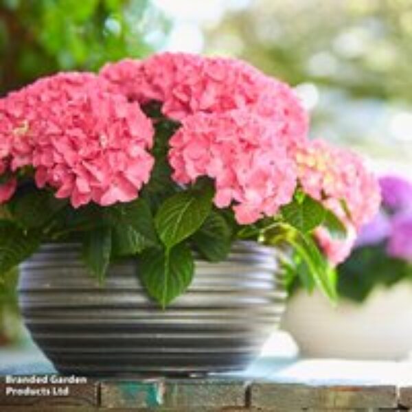 Hydrangea 'Tabletop'