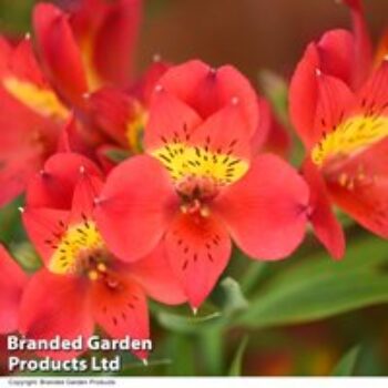 Alstroemeria 'Summer Heat'