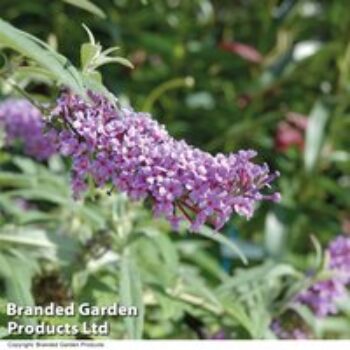 Buddleja 'Buzz® Lavender?