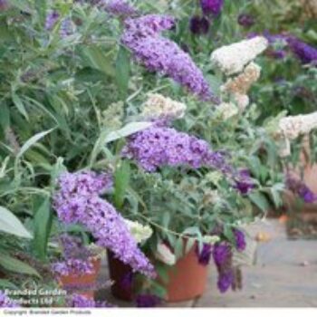 Buddleja 'Buzz® Collection'