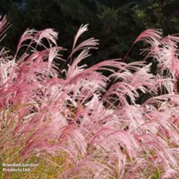 Cortaderia selloana 'Rosea'