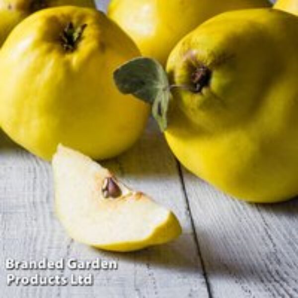 Quince 'Vranja'