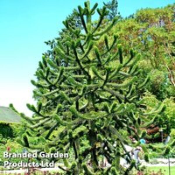 Araucaria araucana